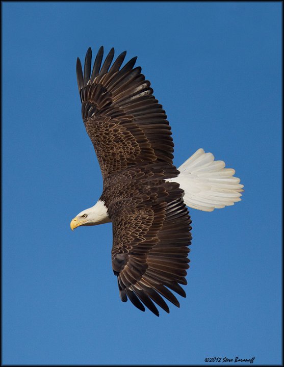 _1SB7663A american bald eagle 85x11.jpg